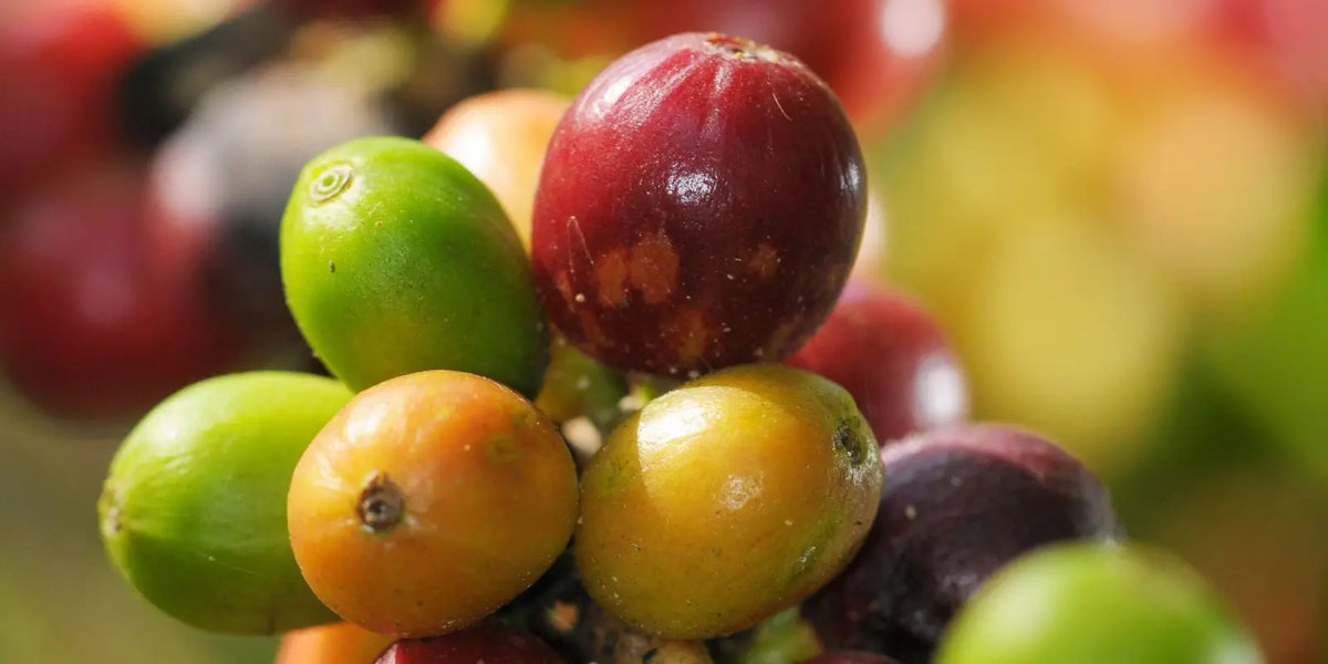 La cereza del café: así crece en su hábitat natural