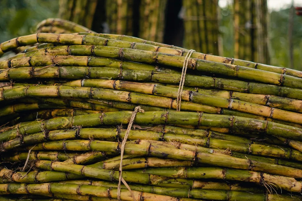 Proceso Sugar Cane: cómo se descafeína el café con caña de azúcar