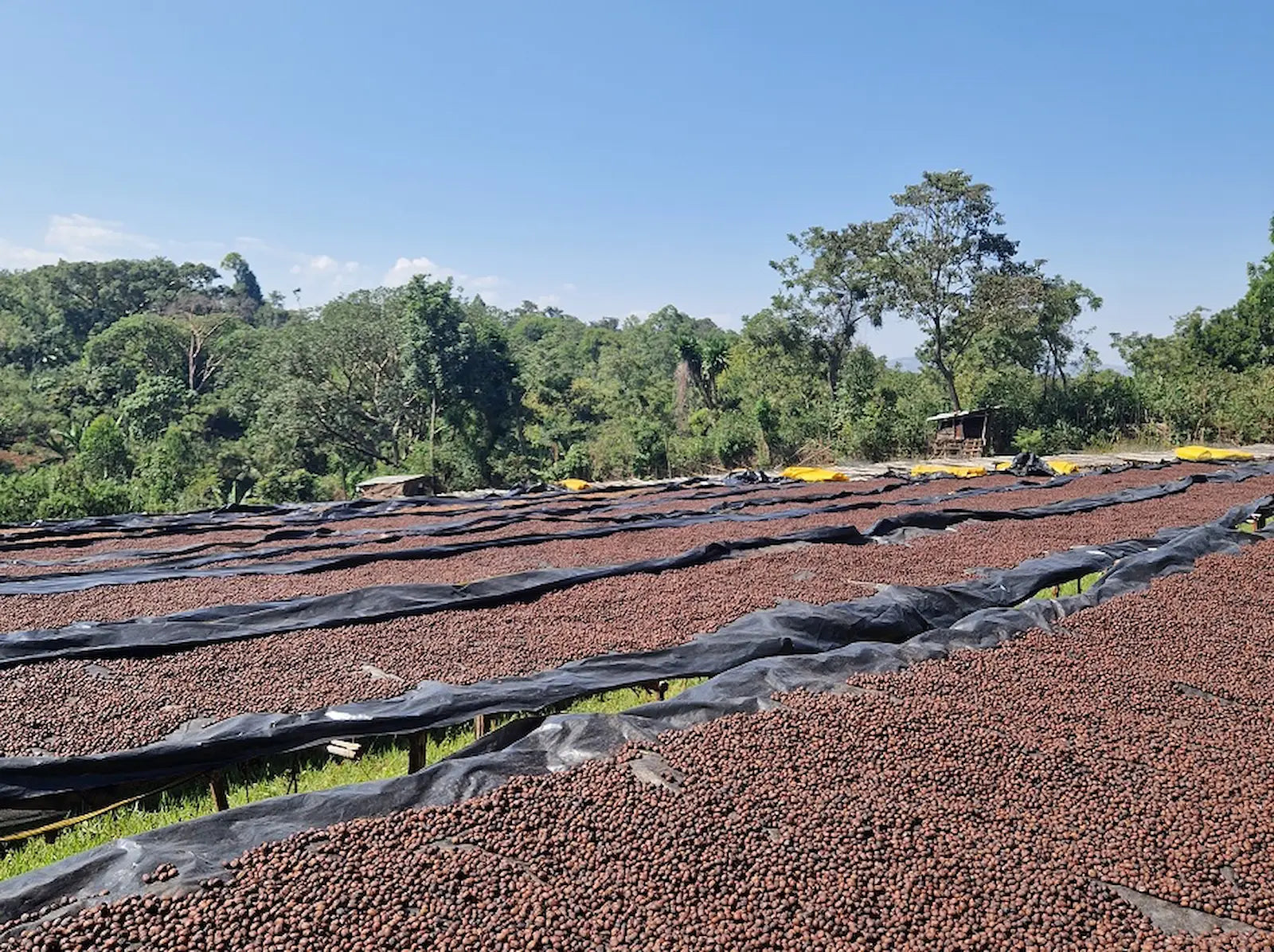 café con proceso de beneficiado natural