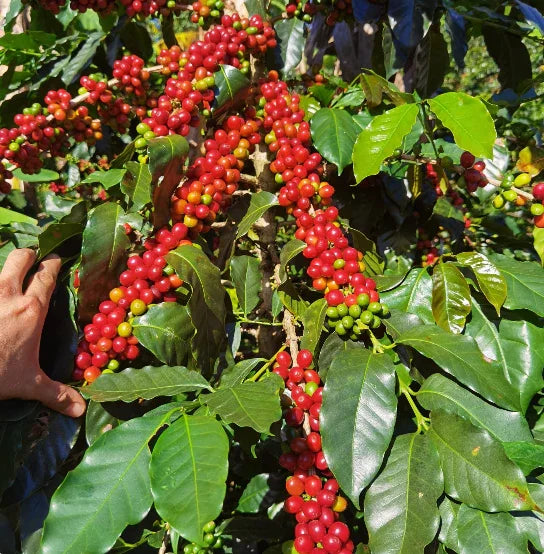 REGALIZ de Colombia (250gr.)