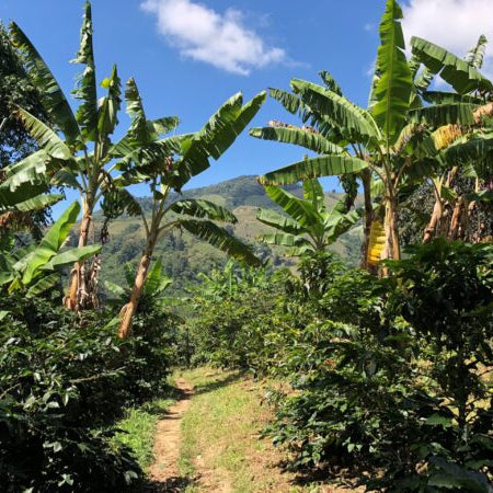 JAVA de Colombia (250gr.)