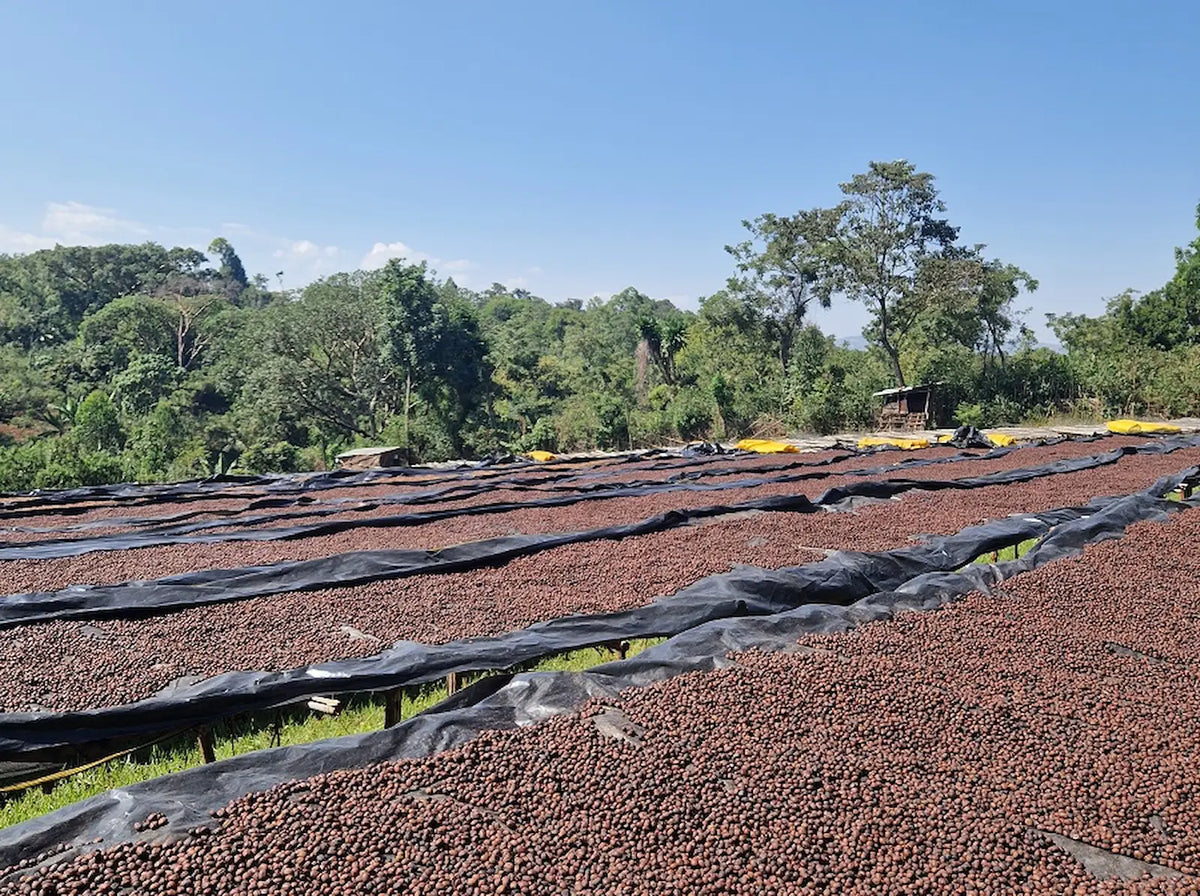 café con proceso de beneficiado natural