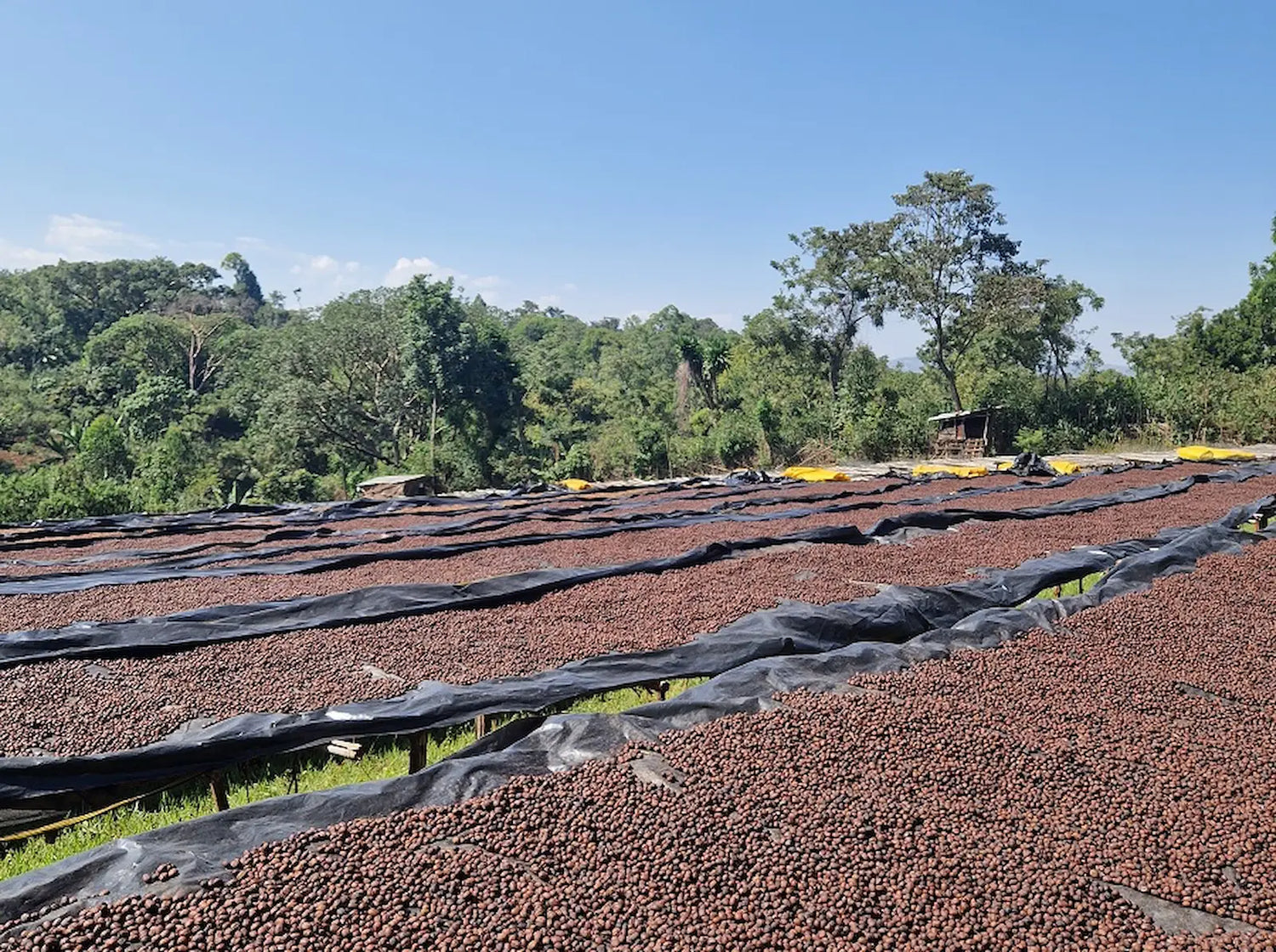 café con proceso de beneficiado natural